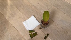 Размножение орхидеи Листом! Как вырастить фаленопсис из листовой пластины и чтобы лист пустил корн