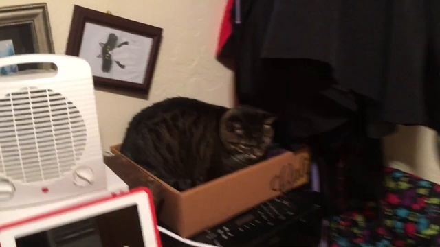 Showing how close our girl cats normally sit next to each other (mMc 0540) смотреть онлайн