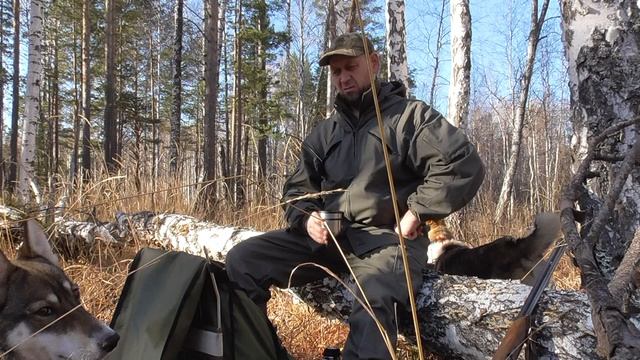 Случай в тайге на охоте с лайками. смотреть онлайн