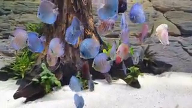Аквариум с дискусами от Lo's Fish Store - Discus Farm
