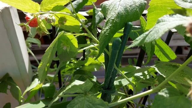 Βιολογικός Τρόπος Καταπολέμησης Τετράνυχου!Χωρίς Φάρμακα!Californiline-Amblyseius Californicus