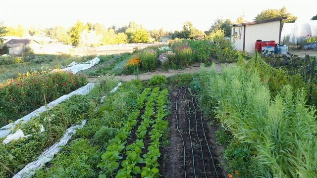 Cultivated in Sonoma County with Radical Family Farms Owner and Operator Leslie Wiser смотреть онлайн