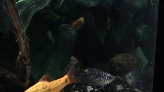 New gouramis with goldfish! смотреть онлайн