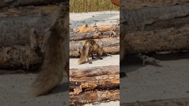 северная лиса смотреть онлайн