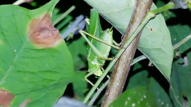 草むらで鳴くヤブキリ（ヤブキリの鳴声） смотреть онлайн