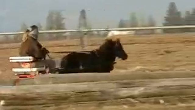 Archie: pinto mini horse/ pony (sold) смотреть онлайн