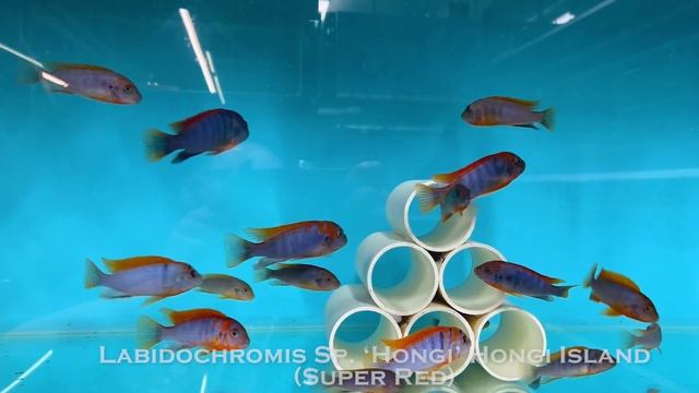 Integral Aquatics Labidochromis Sp ‘Hongi’ Hongi Island Super Red смотреть онлайн
