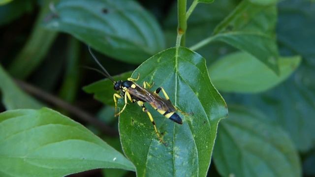 Ichneumon xanthorius ♂ (Ichneumonidae-Hymenoptera) au repos смотреть онлайн