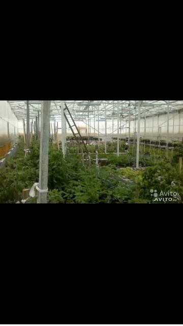 Продажа производственной теплицы 300 м2. Собственник: 8-919-649-27-55