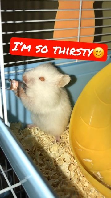 Cute White Hamster Drinking Water...so Thirsty