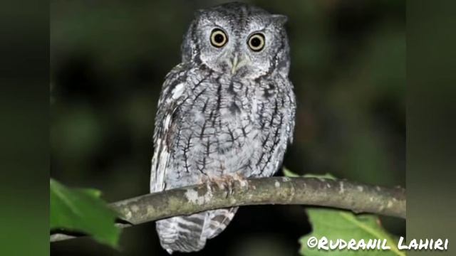 Venomous Snake 🐍| Amazing Whale  | Clever Owl | New Animals Discovered In 2021| Epic  Wildlife | #3