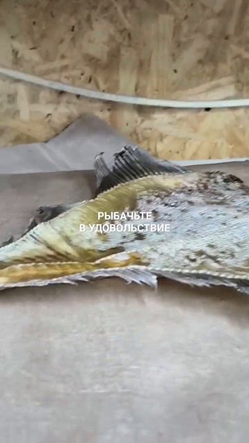 Мурманский вяленый ёрш едет в Астрахань.