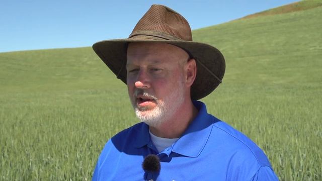 FAQ: Applying Talinor herbicide to control broadleaf weeds in wheat смотреть онлайн