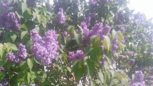 Цветёт сирень VID_20250420_145755.mp4