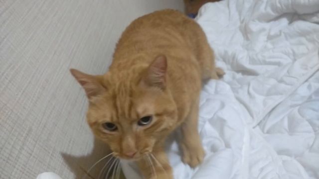 Котя топчется смотреть онлайн