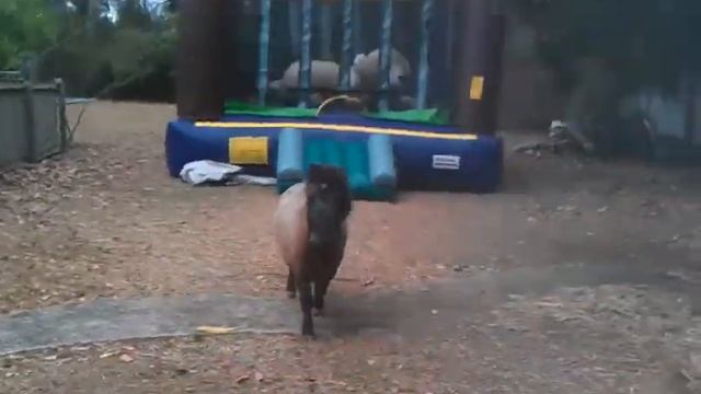 Mini horse chase смотреть онлайн