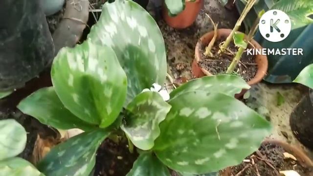 How to save a dying calathea( Part2) एक मरते हुए कैलाथिया पौधे को कैसे बचाएं (भाग 2 .)