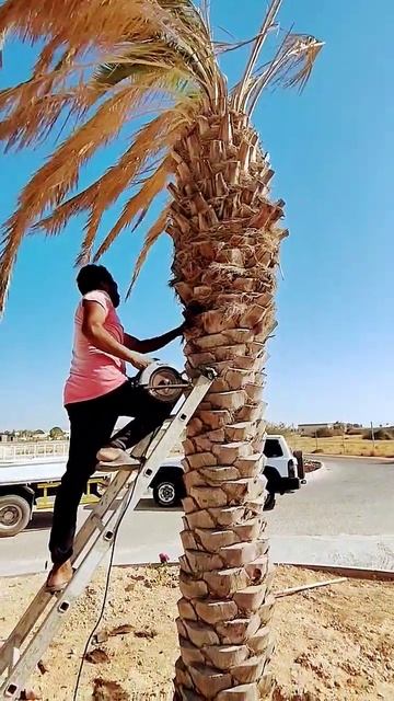تكريب النخيل #مزرعتنا في #قطر #farming #qatar #farm #tree #kagura