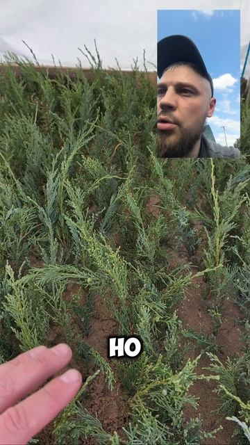 Во что лучше черенковать?🤔 смотреть онлайн