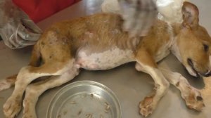 Remove mango worms from dog - Remove mango worms from dog skin Удалите манговых червей с кожи собак