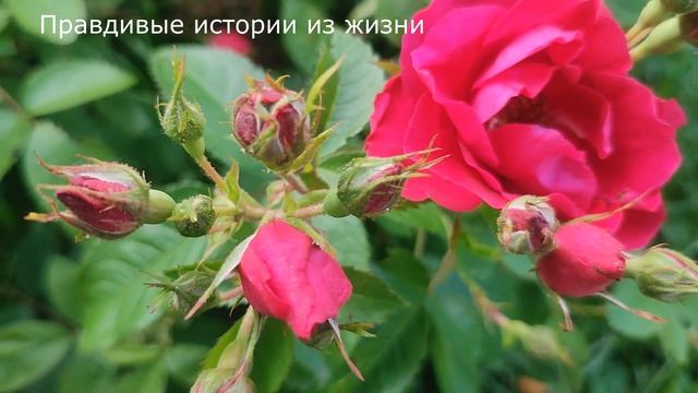 🔵 Муж не ожидал что любимая жена так поступает с его матерью в его отсутствие, но сегодня он это смотреть онлайн
