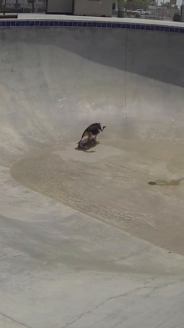 Skateboarding Dog