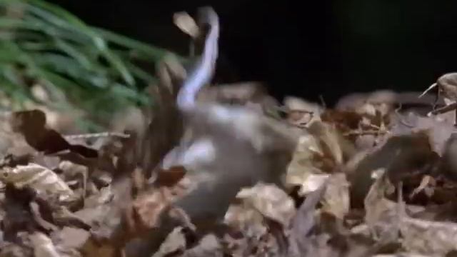 Будь орлом.avi смотреть онлайн