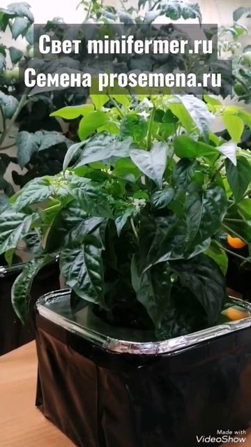 #перец 🌶ПЯТИЦВЕТ - как выращивать! Сравниваем, как растёт под #профсветом и на #подоконнике! смотреть онлайн