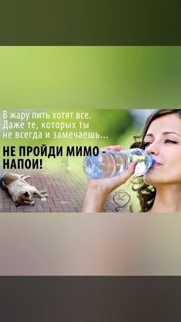 Летом бездомные животные страдают от жажды. Налейте им воды.