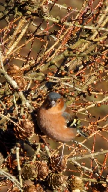Breakfast #birds смотреть онлайн