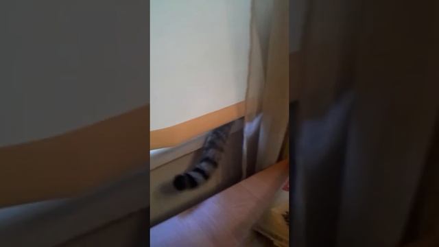 Кот не может попасть на балкон смотреть онлайн