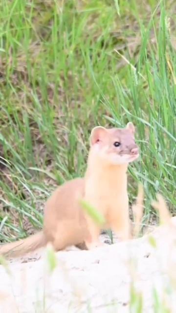 Weasel is very carefully @wildlifelivevideos #vairalvideo #viralhog #wildlife #naturephotography #s смотреть онлайн