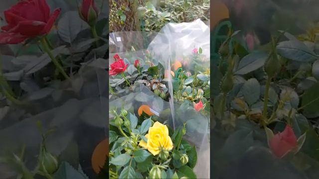 HOA TẾT NHÀ EM CÓ NHIỀU A- ZALO 0966446329 смотреть онлайн