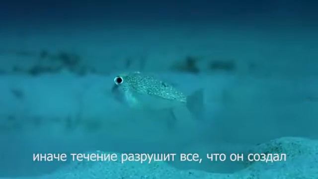 Иглобрюх смотреть онлайн