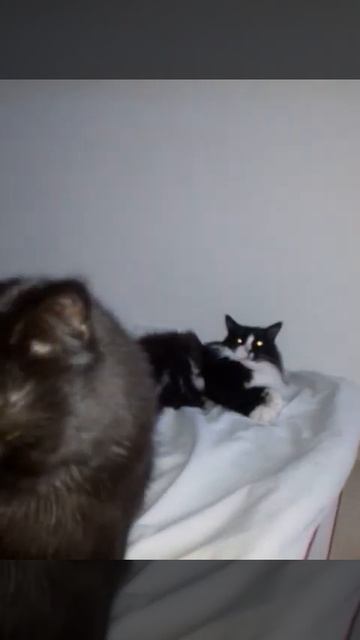 ... and then a bird flew past the window 🐦🐱🐱🐾 #shorts (Subscribe 💛) смотреть онлайн