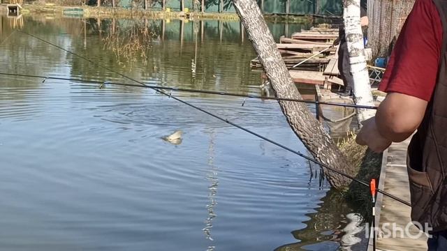 Клюёт форель смотреть онлайн
