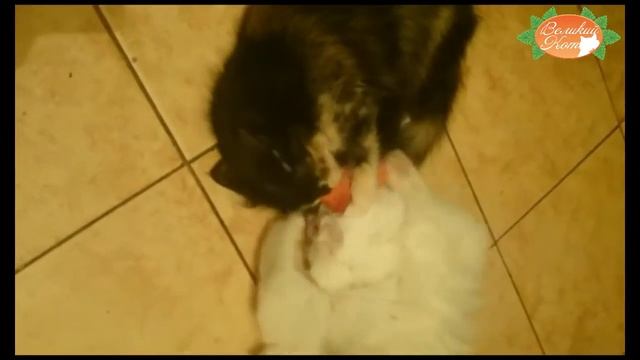Котики и Большая Игрушка(18см) от Великого Кота. смотреть онлайн