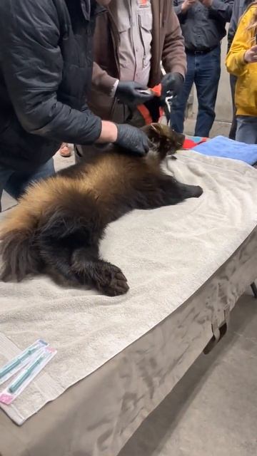 Utah DWR Examines Wolverine, The First-ever Captured