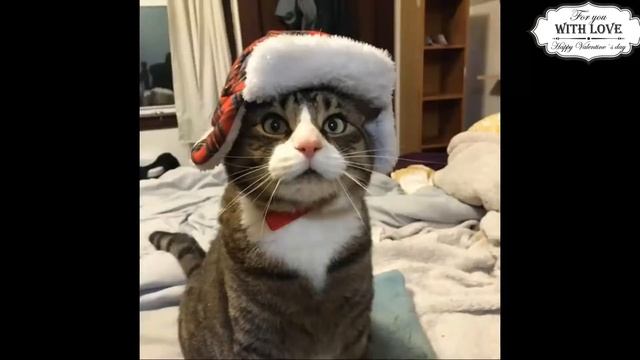 Приколы с котами – КОТЫ ПРИКОЛЫ 2018 ЛУЧШИЕ ПРИКОЛЫ С ЖИВОТНЫМИ смотреть онлайн