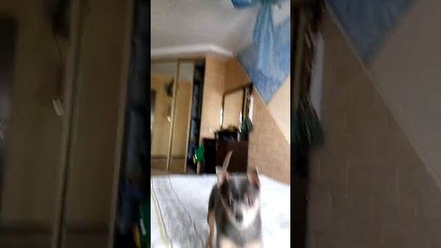 Джек ,,баловник,,🐕🐾 смотреть онлайн