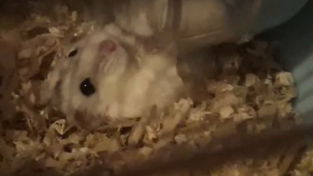 •хомяковы • смешной хомяк.