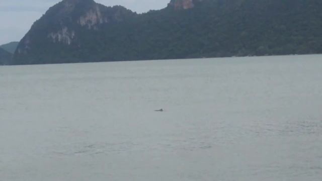 โลมาชมพู pink Dolphin смотреть онлайн