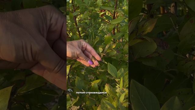 Виды повреждений кустов голубики