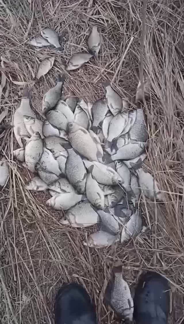 ОТКРЫТИЕ   КАРАСЬ, НА ДВЕ УДОЧКИ.