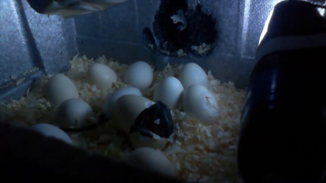 вылупление цыплёнка китайской шёлковой курицы