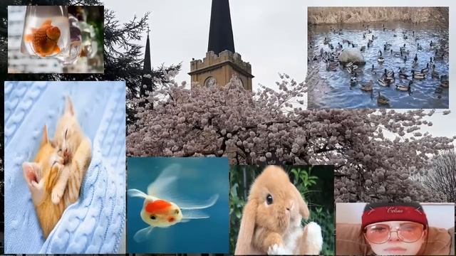 Music calming relaxation - Meet & Fun! - beautiful Cherry blossoms (Celina mak official) смотреть онлайн