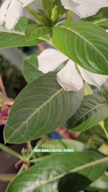 Conhecida popularmente como vinca ou vinca-de-madagáscar#nature flowers #garden. @andersonmalu. смотреть онлайн