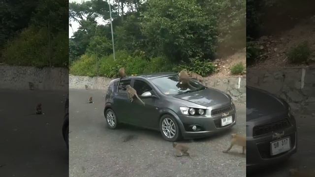 Обезьяны атаку автомобиль смотреть онлайн