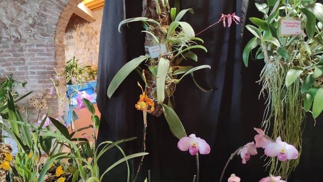 Mostra GARDA ORCHIDEE, la bellissima mostra di Peschiera del Garda (VR) смотреть онлайн