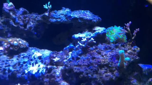 DD Reef Pro 900 June Month 5 смотреть онлайн